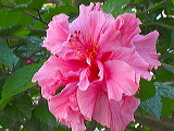 natures_art