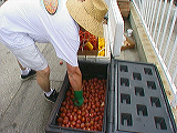 potatoes1