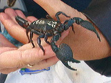 kathys_critters2