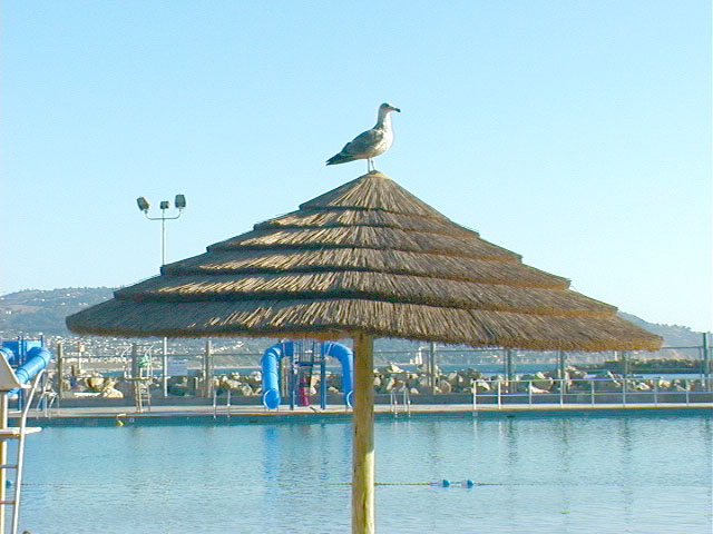 bird_t