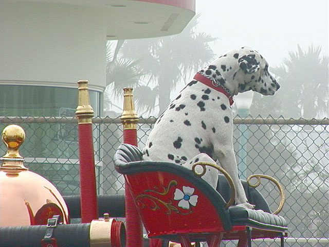dalmatian2