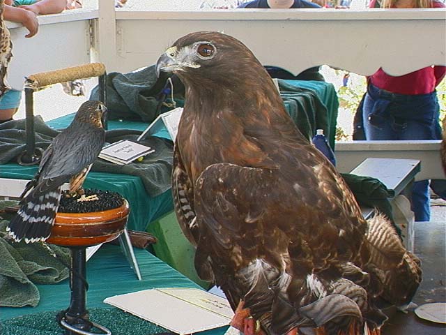 sbwr_eagle