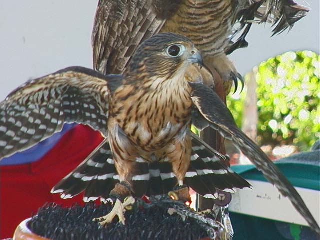 sbwr_falcon