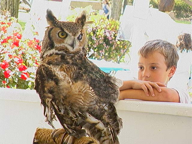sbwr_owl1