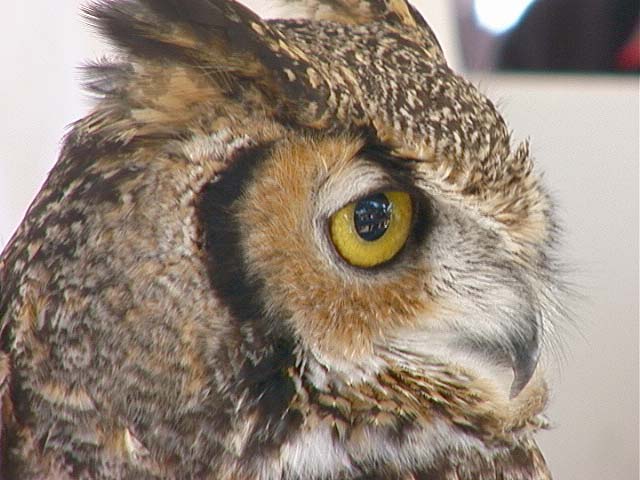 sbwr_owl2
