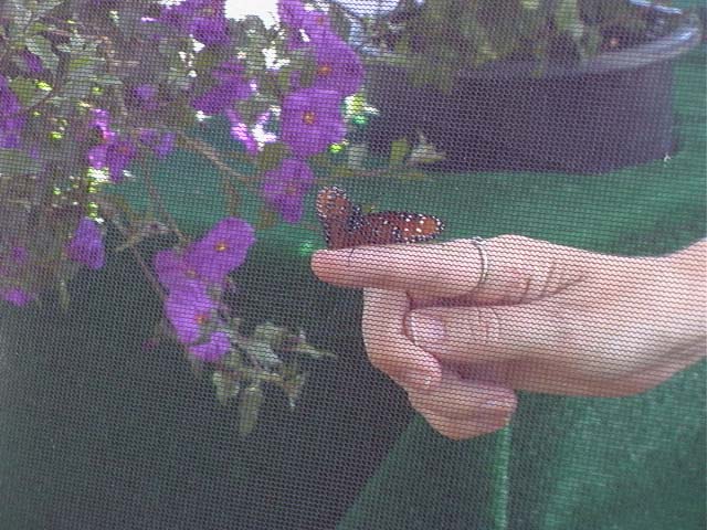 wings_of_la