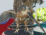 sbwr_falcon