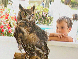 sbwr_owl1