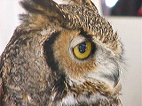 sbwr_owl2