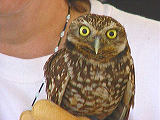 sbwr_owl_widget2