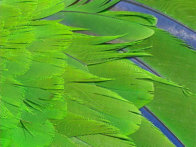 parrot_ed2