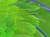 parrot_ed2