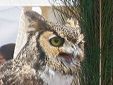 sbwr_owl2