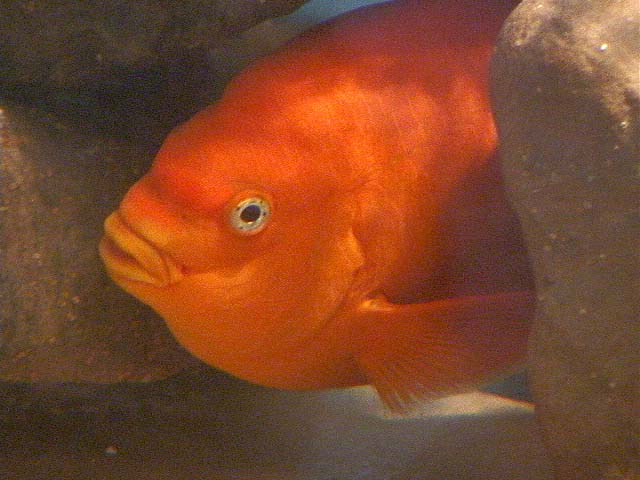 garabaldi