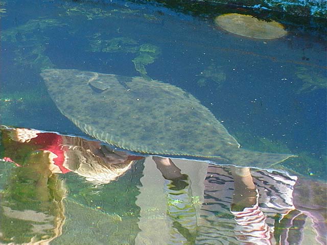 halibut_tank