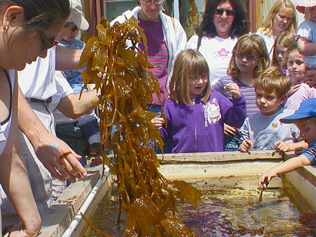kelp1