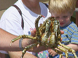 crab