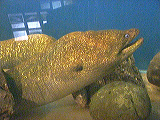 eel_tank