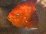 garabaldi