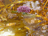 kelp2