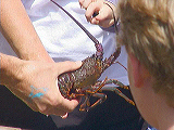 lobster
