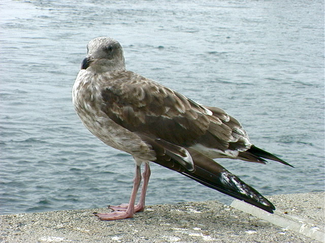bird