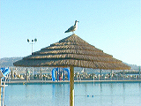 bird_t