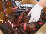 fresh_lobster1