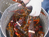 fresh_lobster3_in_pot