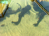shark_tank1