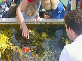 touch_tank2